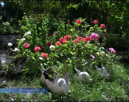 Фотоаппарат ждёт победителя - конкурс продолжается