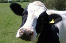 В колхозе под Ирбитом чуть не сгорели 160 коров