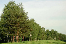 Судьями Ирбитского районного суда проверена законность постановлений, вынесенных Департаментом лесного хозяйства Свердловской области