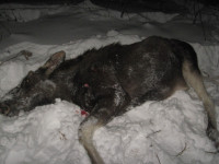 Воспользоваться добытым не смогли