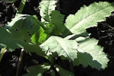 В Ирбитском районе изъяли крупную партию мака