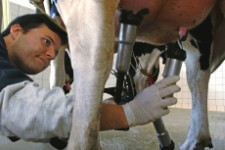 Команда Дмитрия Пумпянского подбирается к коровам Ирбитского молзавода