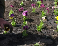 Расцвёл бульвар Победы