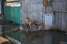 Внимание! Паводок в Ирбите 13.04.2016 г. ФОТО и ВИДЕО