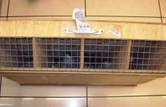 В аэропорту задержаны попугаи