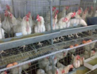 Продажа птицефабрик «Свердловская» и «Первоуральская» отложена на неопределенный срок