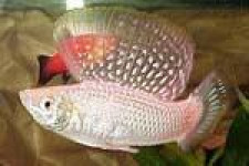 В аэропорту "Кольцово" досмотрен экзотический груз