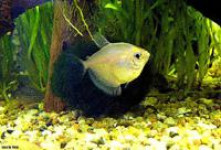 Из Малайзии ввезли аквариумных рыбок, черепах и креветок