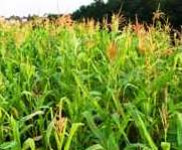 Вниманию сельскохозяйственных предприятий