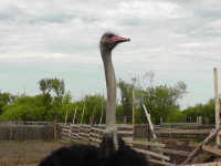 Страус Нельсон, который содержится на сельхозучастке Ирбитского СИЗО, от весеннего паводка не пострадал