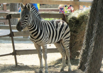 С Черноморского побережья вернулась группа ребят из тринадцатой школы