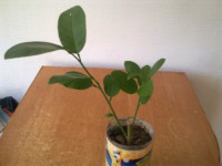 Провоз продукции высокого фитосанитарного риска