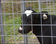 События Ирбитской ярмарки…