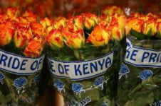 В аэропорту Кольцово уничтожено 670 цветов роз и гербер