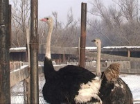 В Ирбитском СИЗО выращивают африканских страусов