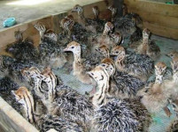 Ввоз черных африканских страусят на территорию Свердловской области