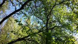 Ирбитский активист Алексей Кононов приглашает горожан на субботники в "Старый парк"