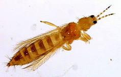 Зараженные цветы пришлось сжечь