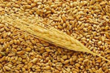 Свердловские аграрии намолотили 832 тысячи тонн зерна