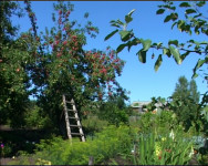 Уральские яблоки