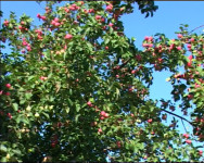 Уральские яблоки