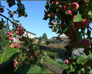 Уральские яблоки