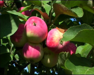 Уральские яблоки