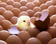 Экспорт племенного яйца в Монголию