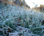 Внимание! Синоптики предупреждают о надвигающихся заморозках