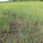 Заготовка кормов в Ирбитском районе