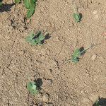 Заготовка кормов в Ирбитском районе