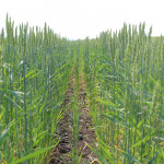 Заготовка кормов в Ирбитском районе