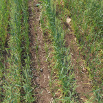 Заготовка кормов в Ирбитском районе