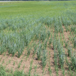 Заготовка кормов в Ирбитском районе