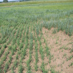 Заготовка кормов в Ирбитском районе