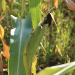 Рабочая поездка главы Ирбитского района в СПК им. Жукова