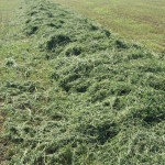 Глава Ирбитского МО с рабочим визитом посетил СПК "Килачевский"