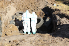 В Ирбитском районе обнаружены трупы свиней