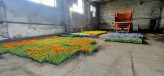 47 000 цветов будет высажено на общественных территориях города Ирбита