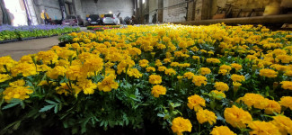 47 000 цветов будет высажено на общественных территориях города Ирбита