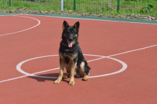 В Ирбите дошколята вместе с полицейскими изучают ПДД