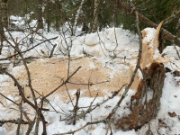 В Ирбите возбуждено уголовное дело по факту незаконной рубки особо ценной породы деревьев