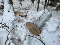В Ирбите возбуждено уголовное дело по факту незаконной рубки особо ценной породы деревьев