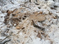 В Ирбите возбуждено уголовное дело по факту незаконной рубки особо ценной породы деревьев