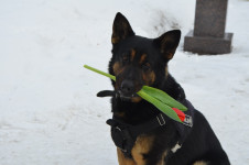 В Ирбите сотрудники полиции в рамках ежегодной акции «8 Марта – В каждый Дом» поздравили женщин с наступающим праздником – Международным женским днем