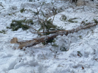 Ирбитский районный суд по материалам полиции начал рассмотрение уголовного дела в отношении жителя Ирбитского района, совершившего незаконную рубку особо ценной породы деревьев