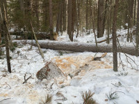 Ирбитский районный суд по материалам полиции начал рассмотрение уголовного дела в отношении жителя Ирбитского района, совершившего незаконную рубку особо ценной породы деревьев