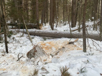 В Ирбите по материалам полиции суд вынес приговор жителю Ирбитского района за незаконную рубку лесных насаждений