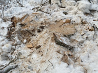 В Ирбите по материалам полиции суд вынес приговор жителю Ирбитского района за незаконную рубку лесных насаждений