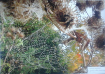 Чудо природы. 1 место Карпова Алена